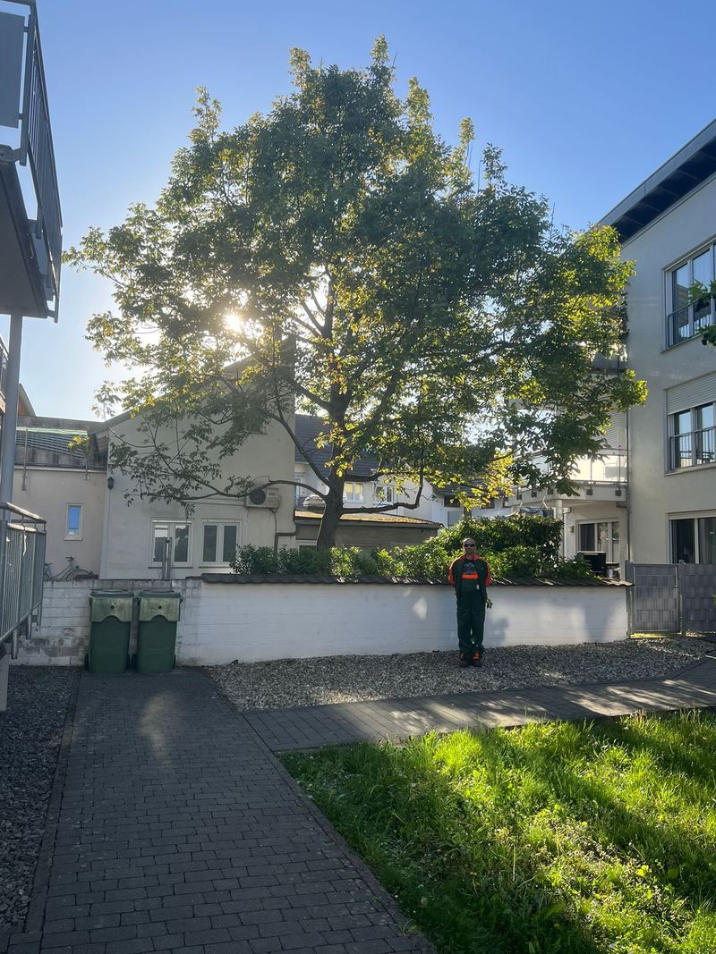 Ausgelichtete Baumkrone nach dem Baumschnitt im Innenhof