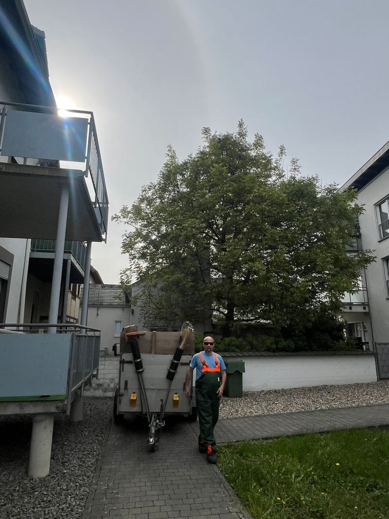 Nussbaum mit dichter Krone vor dem Baumschnitt