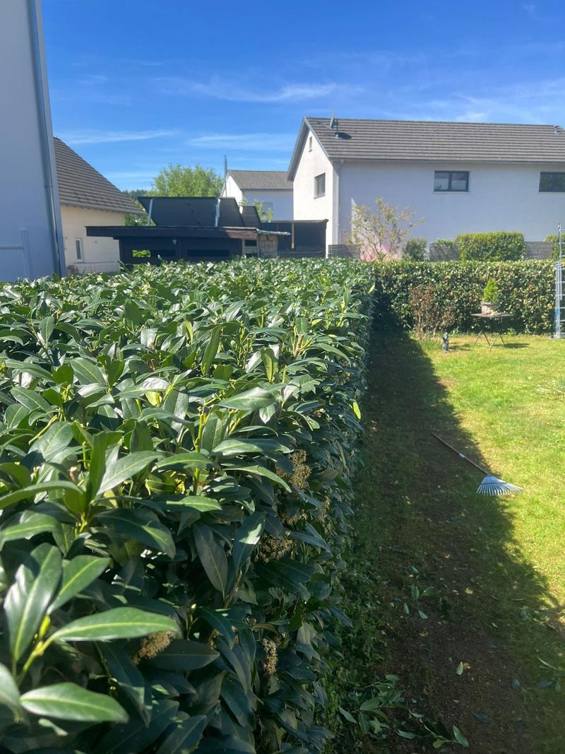 Frisch geschnittene Kirschlorbeerhecke mit sauberer Kante