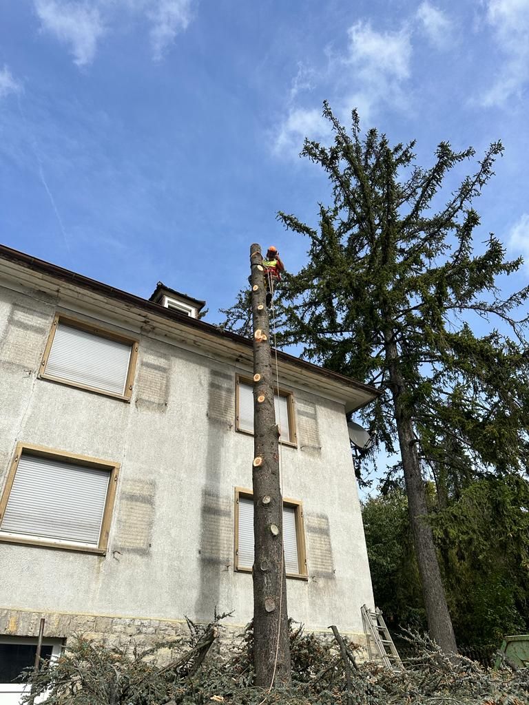 Fichte wird direkt an der Hauswand Stück für Stück abgetragen