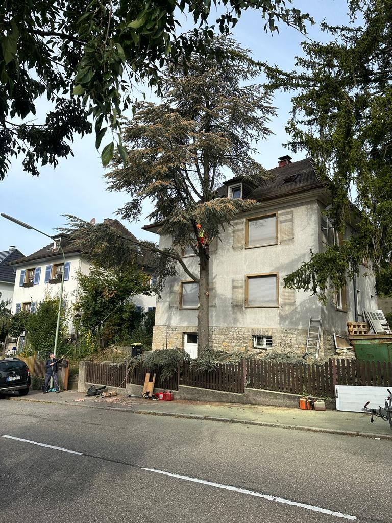 Zeder direkt an der Hauswand über der Straße wird abgetragen